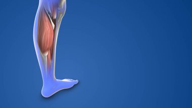 Medical animation for leg bone pain. clipart