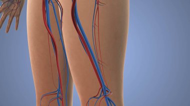 Bacak ağrısı için tıbbi animasyon..