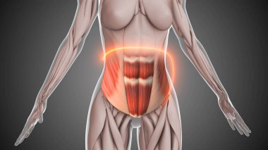 Alt rektus abdominis ve eğik kas anatomisi.