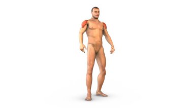 İnsan kas sistemi deltoid kasları