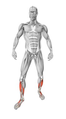 Tibialis anterior muscles in the human muscular system clipart