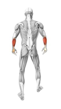  flexor carpi radialis muscles in the human muscular system clipart