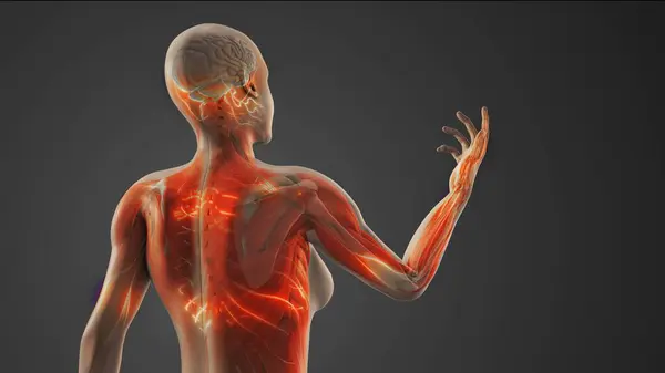 Karmaşık bölgesel ağrı sendromu (CRPS) uzun süreli ağrıya ve etkilenen bölgede diğer belirtilere yol açan kronik bir durumdur. KRPS vücudun herhangi bir yerinde oluşabilir ama genellikle kol, bacak, el ya da ayağı etkiler. Belirtiler arasında