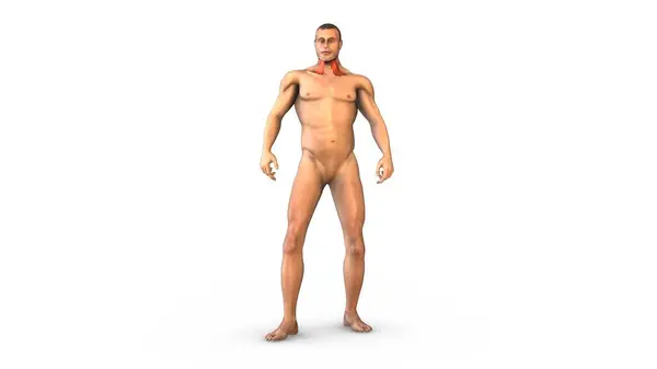 İnsan Kas Sistemi trapezius kasları.
