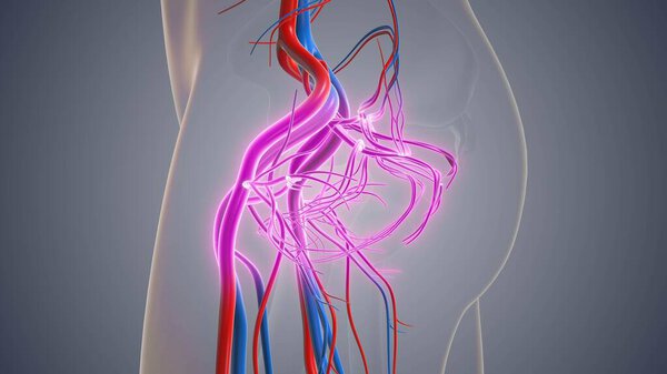 Varicose veins, spider veins and vein disease