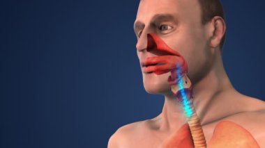 Oksijen ve Karbondioksit takası için Hava akışını Kontrol Eden Solunum Sistemi