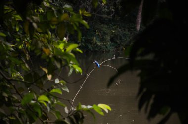 Vahşi bir Kingfisher ormanın bir dalında oturuyor ve nehir kenarındaki avını arıyor.