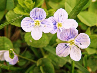 Ormanda güzel çiçekler