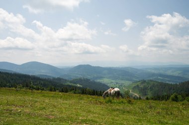 Karpat Dağlarında At