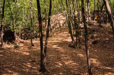 Yeşil ormandaki güneşli tepe, sarı kuru yapraklarla kaplı. Manzara, güzel, arka plan, kartpostal manzarası, duvar kağıdı, Vinnytsia, Ukrayna