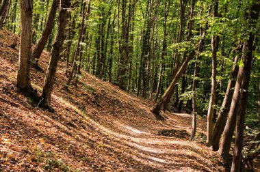 Yeşil ormandaki tepe, sarı kuru yapraklarla kaplı. Manzara, güzel, arka plan, kartpostal manzarası, duvar kağıdı, Vinnytsia, Ukrayna