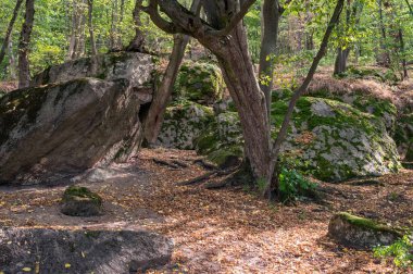 Güzel yaz mevsiminde yeşil ve sarı ormanlarda yosun ve ağaçlarla dolu gri kayalar. Manzara arkaplanı, duvar kağıdı