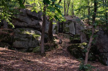 Gri kayalar, yosunlar ve güzel yaz sonbahar ormanlarında ağaçlar. Manzara arkaplanı, duvar kağıdı
