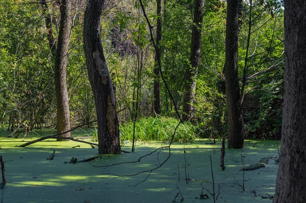 覆盖在森林和小草岛上的绿茵沼泽中 看起来像童话般的草地 有些树是从水里长出来的 — 图库照片