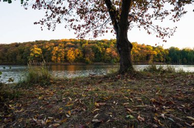 Ağaçlı göl kıyısında güzel manzaralı panoramik sonbahar manzarası. Altın saat. Kart, duvar kağıdı