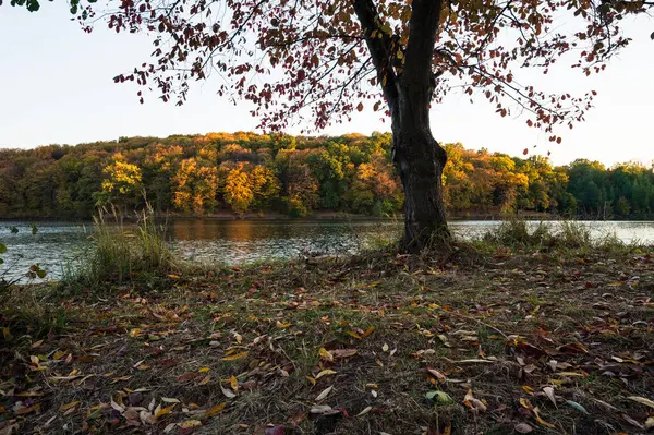 Ağaçlı göl kıyısında güzel manzaralı panoramik sonbahar manzarası. Altın saat. Kart, duvar kağıdı