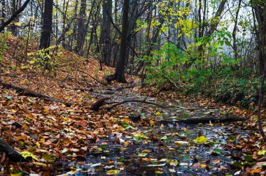 Park Creek ile sonbahar manzarası ve kıyılarda yapraklar. Ağaçlar, su ve kütük