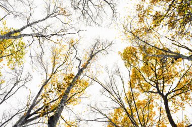 Beautiful scenic view from the bottom to the top of the trees. Yellow golden autumn leaves clipart