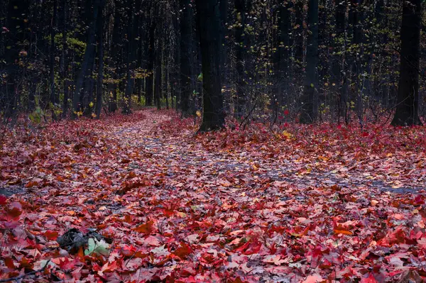 Trekking path in autumn red forest with red leaves and black trees. Beautiful scenery wallpaper