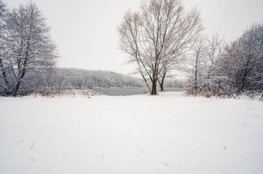 Bazı ağaçlar ve kardaki sarı çimenler donmuş nehir kıyısında ve buzdaki orman gölünde. Kış manzarası