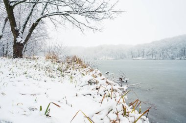 Donmuş orman gölünün kar kıyısındaki yeşil ve sarı çimenler. Arkaplanda ağaçlar