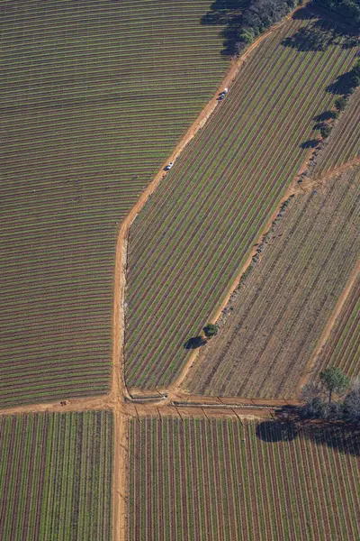 vineyard landscape with a vineyard, from Cape Town