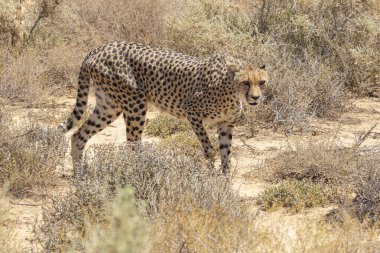 Cheetah Kruger National park, Güney Afrika