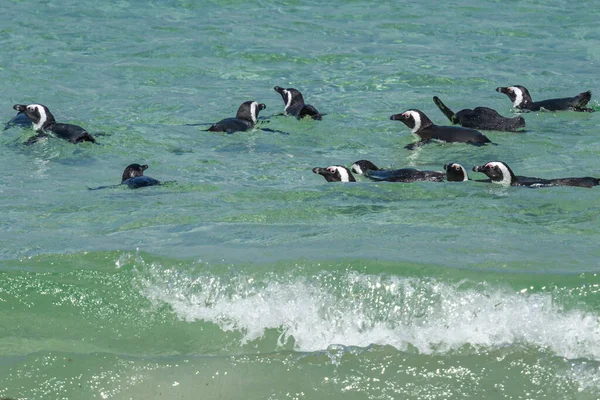 Güney Afrika 'da yüzen penguenler