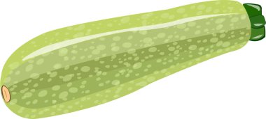 kabak, yeşil kabak, şeffaf arka planda sebze iliği, yiyecek, vektör, illüstrasyon, png