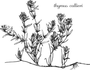 Timus kalieri, kekik, tıbbi bitki, şifalı bitkiler, siyah ve beyaz tasarım.