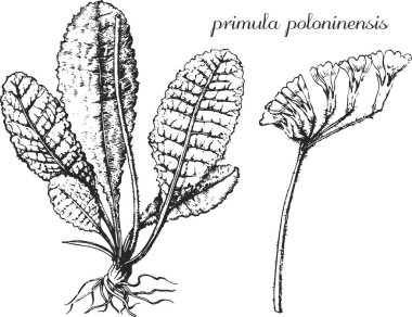 Primrose, primula, primula poloninensis, tek renkli çiçek, şeffaf arkaplanda çiçek, siyah ve beyaz çiçek, tıbbi bitki, şifalı bitkiler, siyah ve beyaz tasarım, doğa