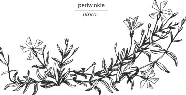 menekşe, vinka, vinca herbacea, menekşe rengi, menekşe rengi monokrom, menekşe rengi siyah ve beyaz