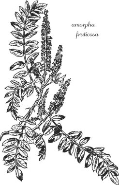 Ajwain. Latince adı ammi visnaga. Ajwain 'in botanik çizimi. Tek renkli ammi, siyah beyaz ammi el çizimi, ajwain çizimi. Ajwain çiçek vektör silueti
