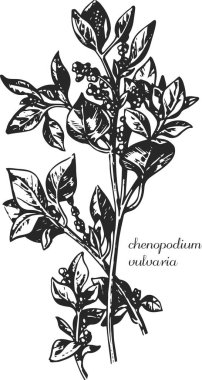 chenopodium, chenopodium vulvaria. Chenopodium 'un botanik çizimi. Monokrom chenopodium, siyah beyaz chenopodium el çizimi, chenopodium skeç