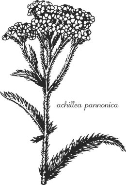 Achillea pannonica, milkfolyo, korkuluk. Yarrow 'un botanik çizimi. Tek renkli kireç, siyah beyaz Achillea el çizimi, Achillea çizimi.