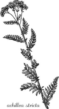 Achillea pannonica, milkfolyo, korkuluk. Yarrow 'un botanik çizimi. Tek renkli kireç, siyah beyaz Achillea el çizimi, Achillea çizimi.