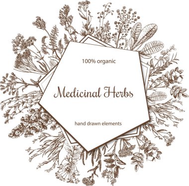 Şifalı bitkilerle geçmişe dönüş. Tıbbî bitkiler, el yapımı illüstrasyon. Retro vintage grafik tasarımı. Botanik çizimi. Çiçek çerçevesi