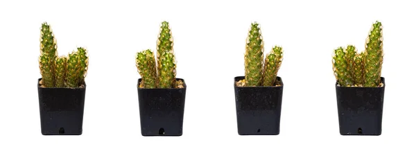 Cactus Arbre Nain Visible Dans Directions Plantes Vertes Luxuriantes Regardez — Photo