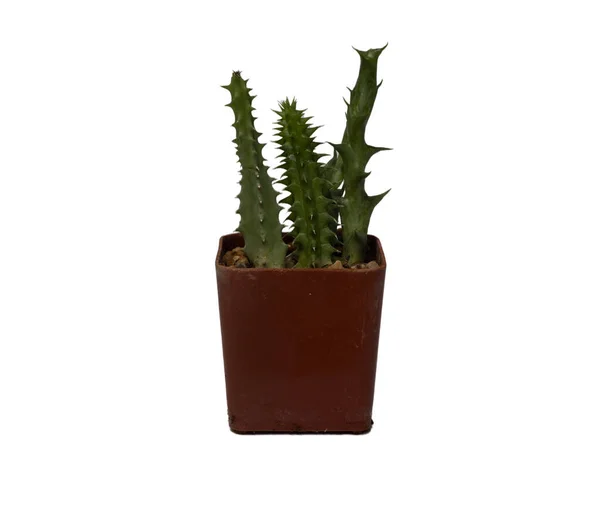 Petit Cactus Dans Petit Pot Avec Fond Blanc — Photo