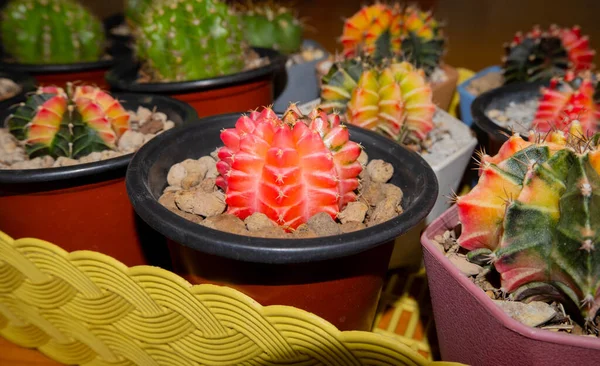 Cactus Placé Dans Plusieurs Paniers Formes Différentes Bon Pour Étudier — Photo