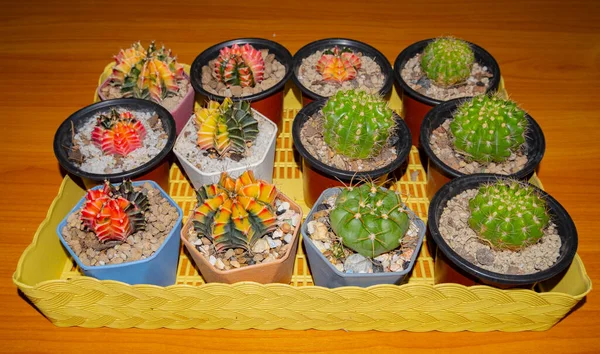 Cactus Placé Dans Plusieurs Paniers Formes Différentes Bon Pour Étudier — Photo