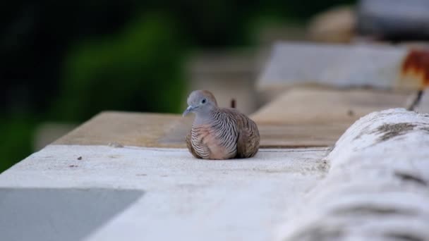 Gros Pigeon Était Allongé Sur Immeuble Jouait Aux Numéros Loterie — Video