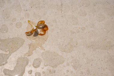 Kurumuş beyaz çiçekler mermer masaya düştü. Yağmurun yanı sıra, su da masa yüzeyine yapışabilir..