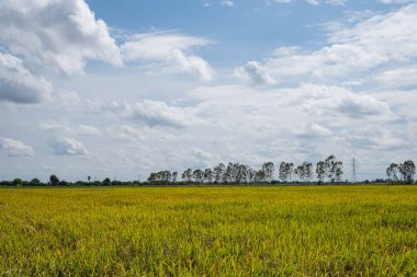 Altın sarısı pirinç taneleriyle dolu pirinç tarlaları Tayland çiftçileri için hasat mevsimi. O gün hava açık, bulutlu olacak. Tüm dünyada popüler olan bir bitki..