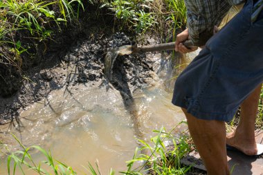Çiftçiler su akışını kolaylaştırmak için çukur kazmak için çapa adı verilen bir tarım aracı kullanıyorlar..