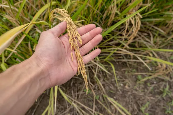 A farmer's hand holds rice grains in the field to admire the produce grown in the rice field that Thai people like to grow as the main crop of farmers.