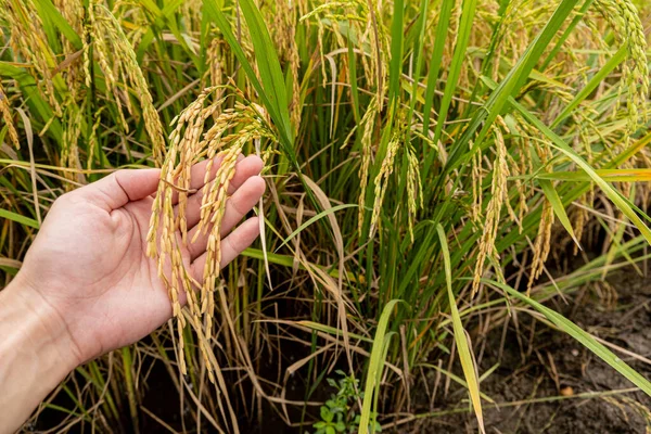 Bir çiftçinin eli pirinç tanelerini tarlada tutarak Tayland halkının yetiştirdiği pirinç tarlasında yetiştirilen ekinlere hayran kalır..