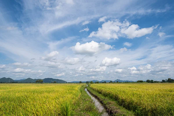 Rice fields filled with golden yellow rice grains It is harvest season for Thai farmers. During the day there will be clear skies and some clouds. It is a plant that is popular all over the world.