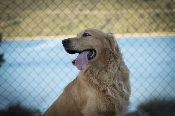 Χαρούμενο Σκυλί Που Δείχνει Γλώσσα Του — Φωτογραφία Αρχείου