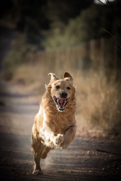golden retriever dog running fast